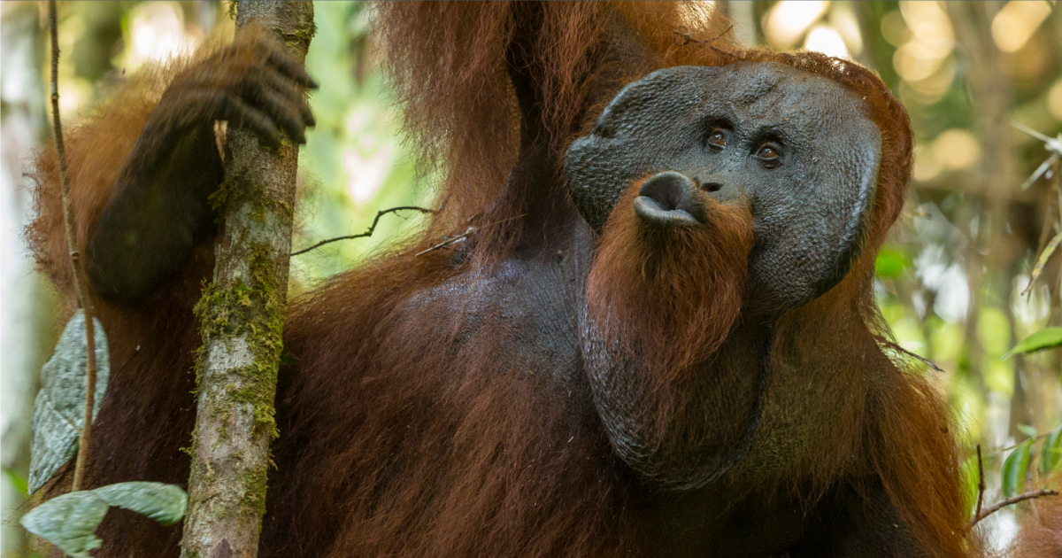 630 CHED – ESO – Adventures Among Orangutans - image