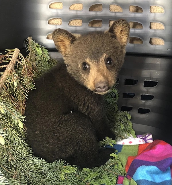 This cub was rescued and transferred to AIWC for care. After flourishing at their hospital and tripling in size, they returned her back into the wild in October.