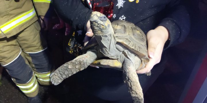 A picture of a tortoise that was rescued from a house fire it allegedly started in Great Dunmow, U.K on Dec. 25, 2019.