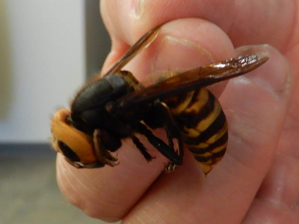 Asian giant hornets have been detected for the first time in Washington state. A colony of the invasive, honeybee-eating insects was discovered on Vancouver Island earlier this year.