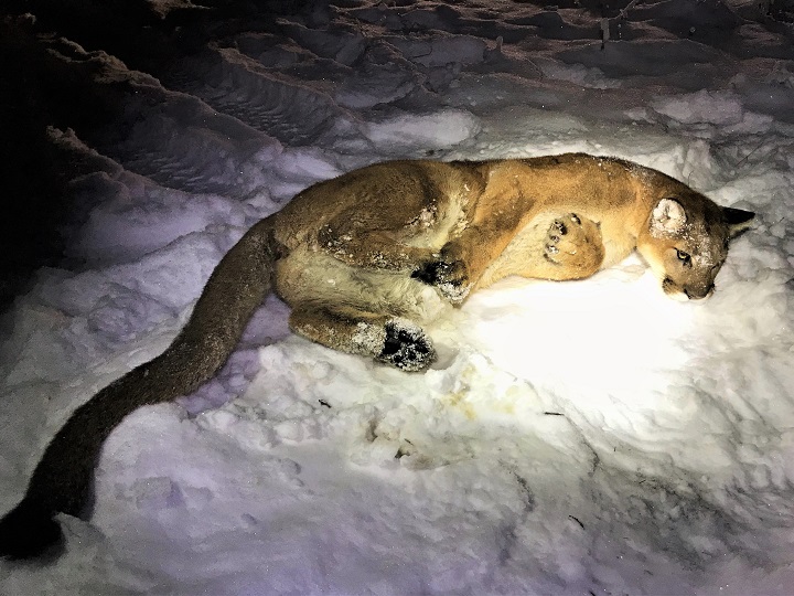 The B.C. Conservation Officer Service says it helped rescue and relocate a young female cougar after it had been unintentionally caught in a trap in the Williams Lake area.