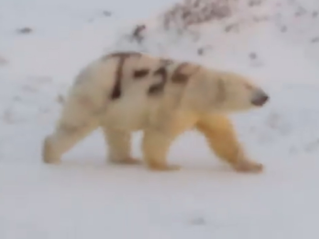 World Wildlife Fund employee Sergey Kavry shared video footage of a polar bear covered in graffiti sauntering through the Russian Arctic.