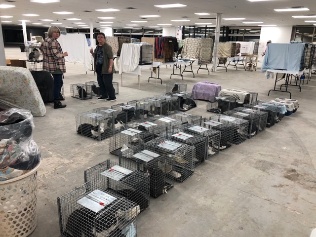 The 42 rescued cats arrived in Nova Scotia Sunday night.