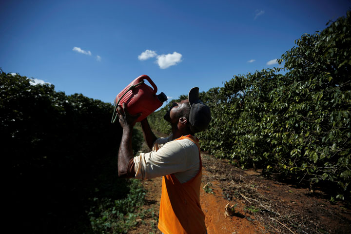 A worker is seen in a coffee farm during a labour ministry operation to identify workers in conditions analogous to slavery, in Campos Altos, Minas Gerais State, Brazil August 12, 2019.