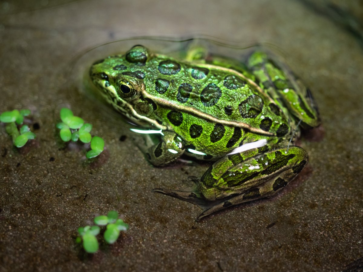 The Edmonton Valley Zoo is taking part in a program to attempt to revitalize the population of the severely endangered northern leopard frog. 