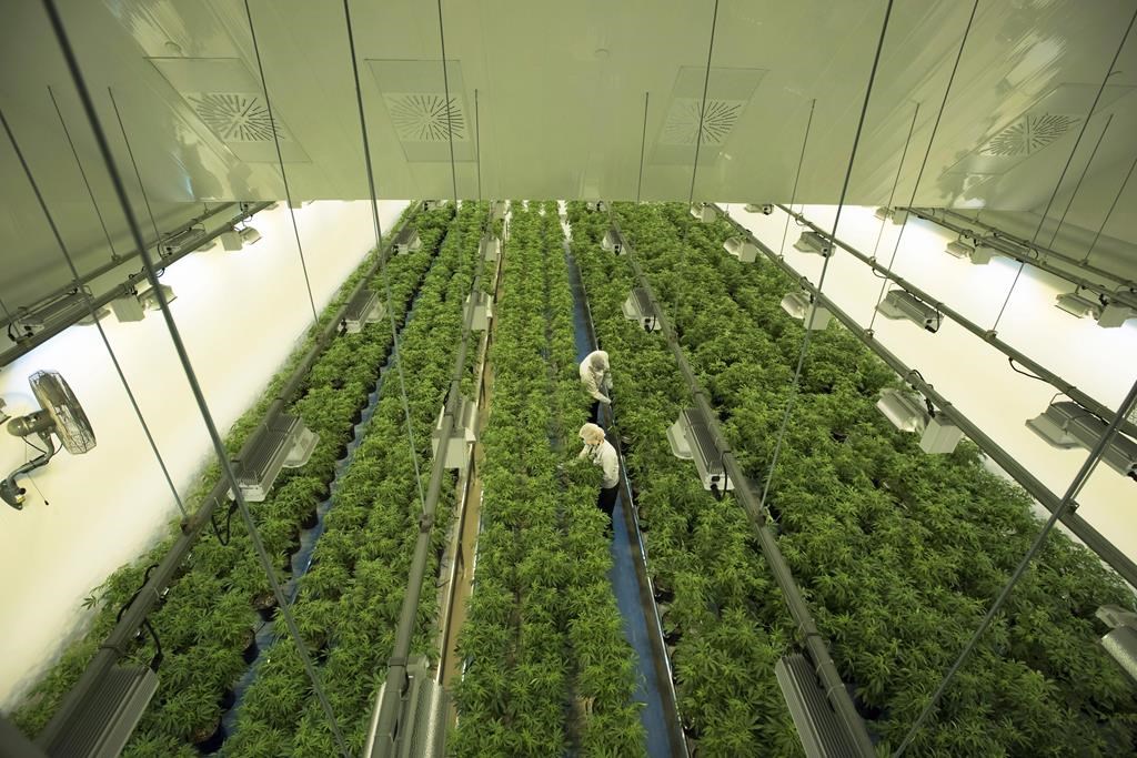Staff work in a marijuana grow room that can be viewed by at the new visitors centre at Canopy Growths Tweed facility in Smiths Falls, Ontario on Thursday, Aug. 23, 2018. Canopy Growth Corp. says its new generation of cannabis-infused food and beverage products won't be on store shelves until January in most markets.