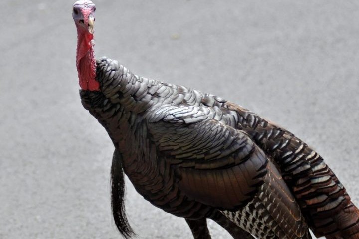 Wild turkey that terrorized residents of small Quebec town killed after mayor’s plea