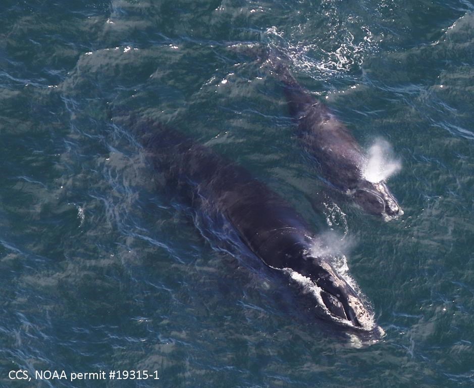 In this Thursday, April 11, 2019, photo provided by the Center for Coastal Studies, a baby right whale swims with its mother in Cape Cod Bay off Massachusetts.