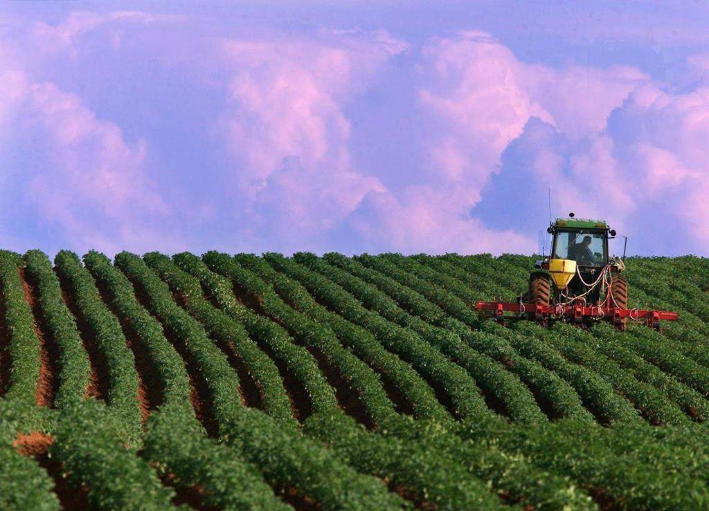 A farmer works a potato field in North Tryon, Prince Edward Island on Thursday, July 13, 2000. A national agriculture group says farming needs to be reformed, both to save the climate and save farmers. THE CANADIAN PRESS/Andrew Vaughan.