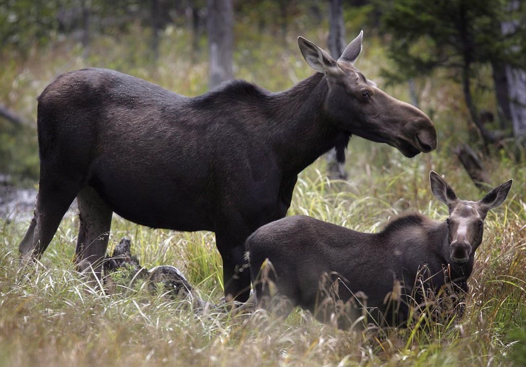 ‘Operation Meat Bag’ Leads To 6 Convictions Related To N.B. Moose ...