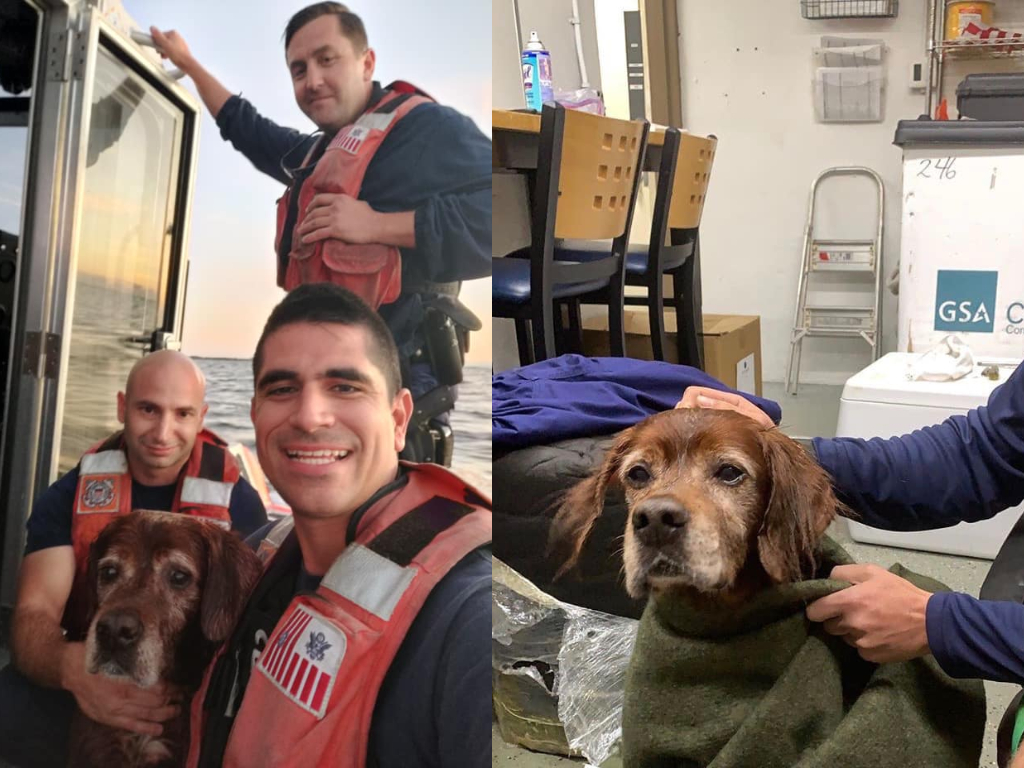 U.S. Coast Guard Rescues Dog Found Lost At Sea - National | Globalnews.ca