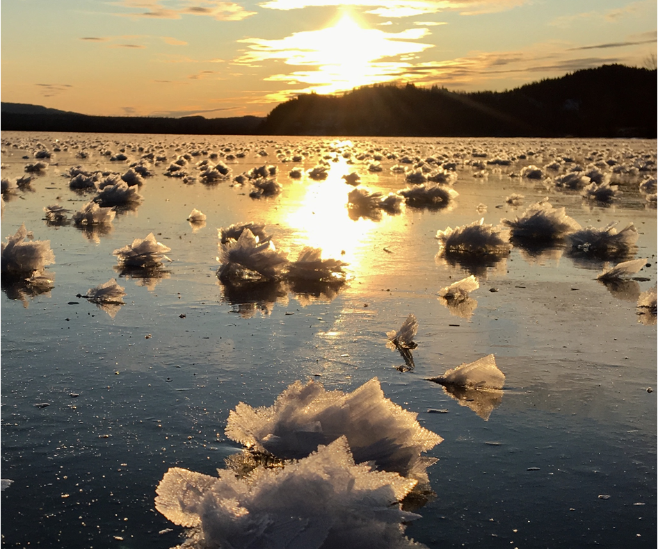 Rare frost flowers have been spotted across B.C. Here’s how they are