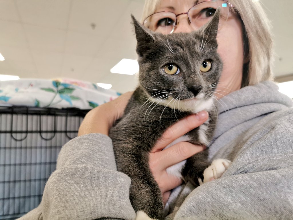 Tracey Galusha holds one of the cats rescued from Little Bay Island, N.L., and brought to Halifax to be spayed and neutered.