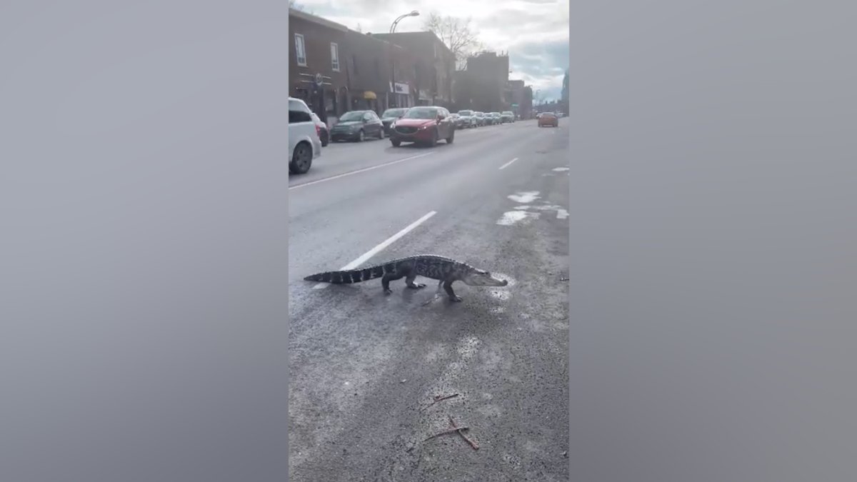Suspected alligator seen crossing a Montreal street. 