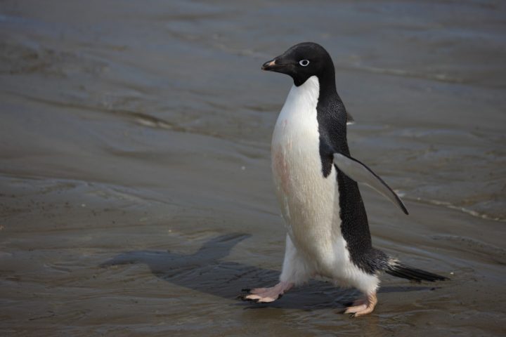 Gentoo penguins have increased in number.