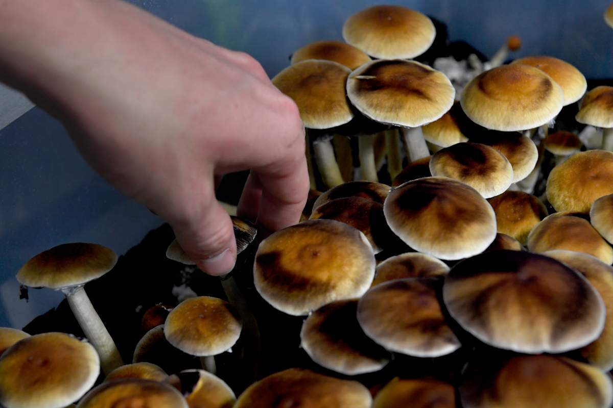What the future holds for medical psychedelics in Canada - image