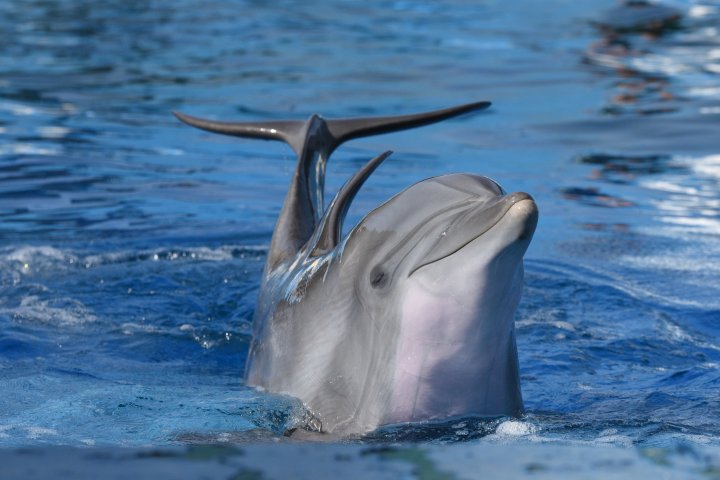 Just like people, most dolphins favour their right side: study ...