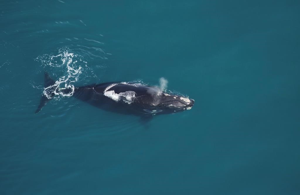 The first calf of the 2019-2020 season, and right whale #3560's first calf, was found dead off the coast of New Jersey.