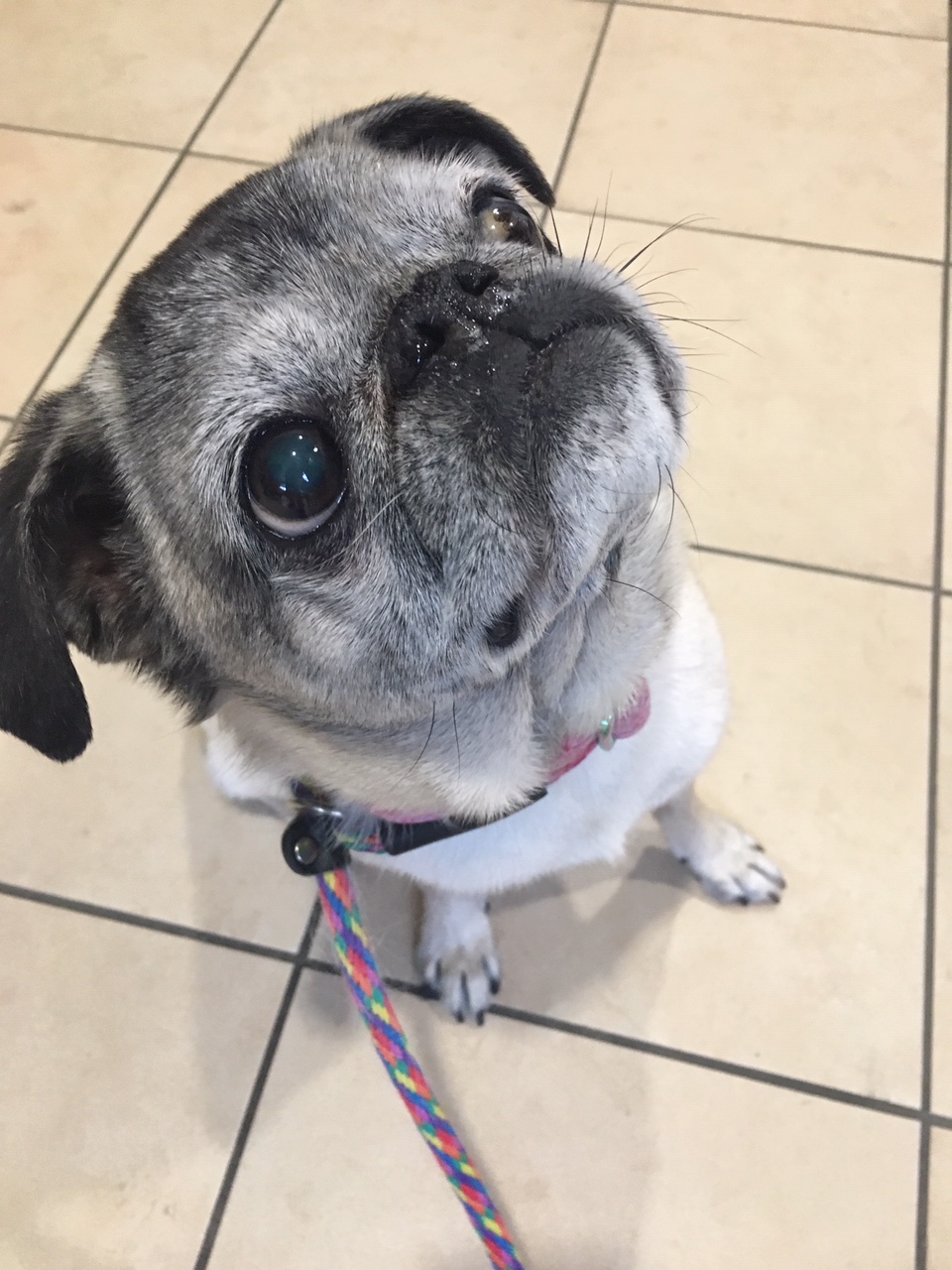 Izzie the pug is a cancer patient.