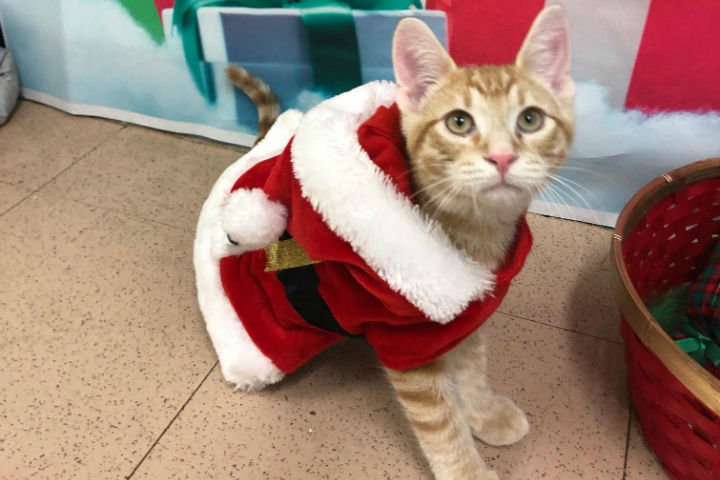 With Christmas just two weeks away, animals at shelters in Barrie, Orillia and Midland are looking for homes.