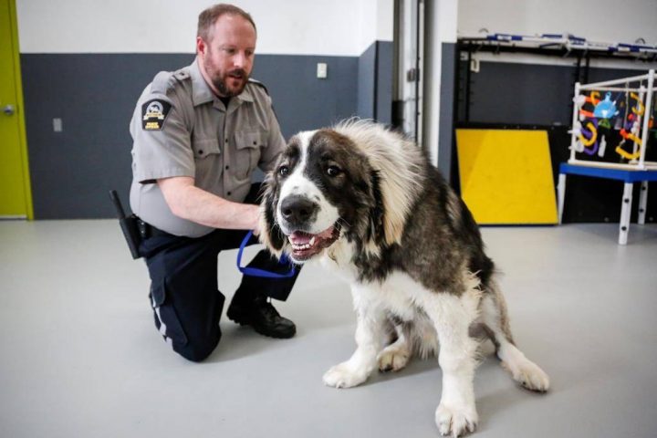 Brad Nichols, Senior Manager of Animal Cruelty Investigations with the Calgary Humane Society, pets Rambo, a surrendered dog, at the facility in Calgary, Alta., Monday, Dec. 9, 2019.