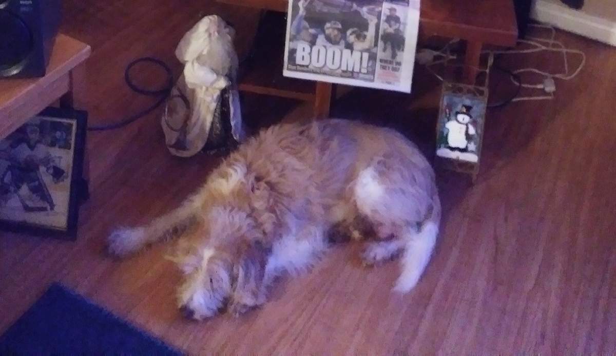 Nick, a nine-year-old Jack Russell Terrier, was reunited with his family on Saturday, after the truck he was in was stolen on Friday, Dec. 13, 2019.