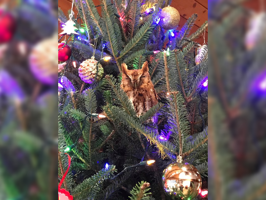 Katie McBride Newman's family discovered an owl in their Christmas tree.