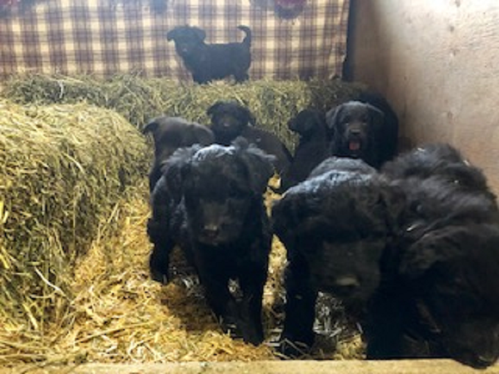 Police said the theft happened after the owner listed the puppies on an online ad.