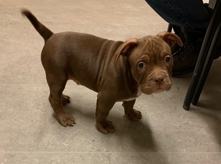 Police said this nine-week-old American Bulldog puppy, named Tarzan, was stolen by the suspect.