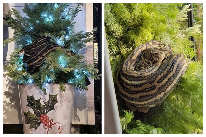 A python is shown in Leanne Chapman's outdoor Christmas tree in Brisbane, Australia on Dec. 12, 2019.