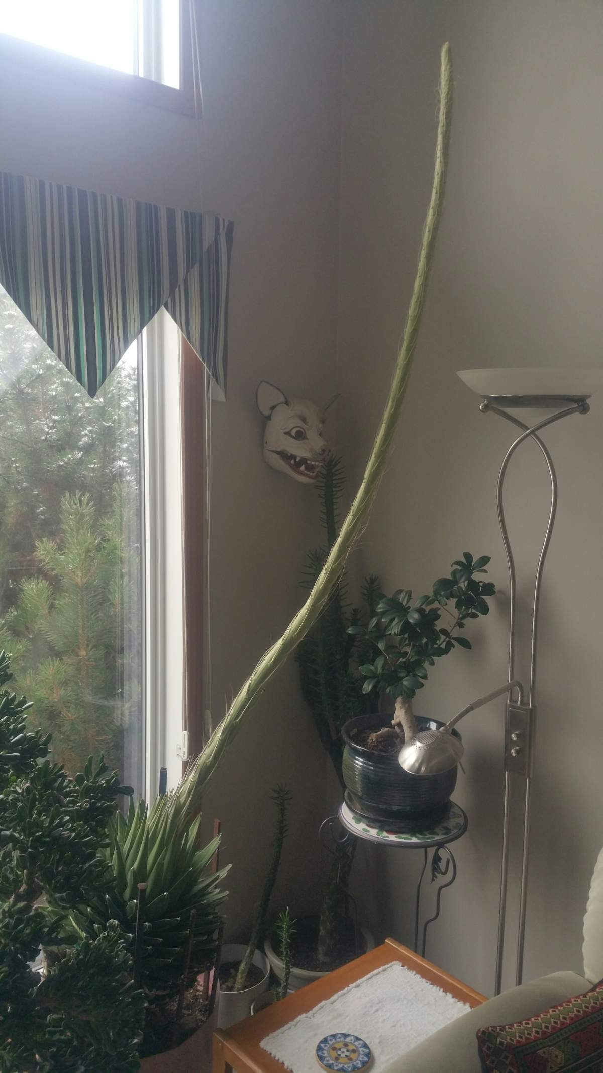 The Queen Victoria Agave growing in Robert Jong's home