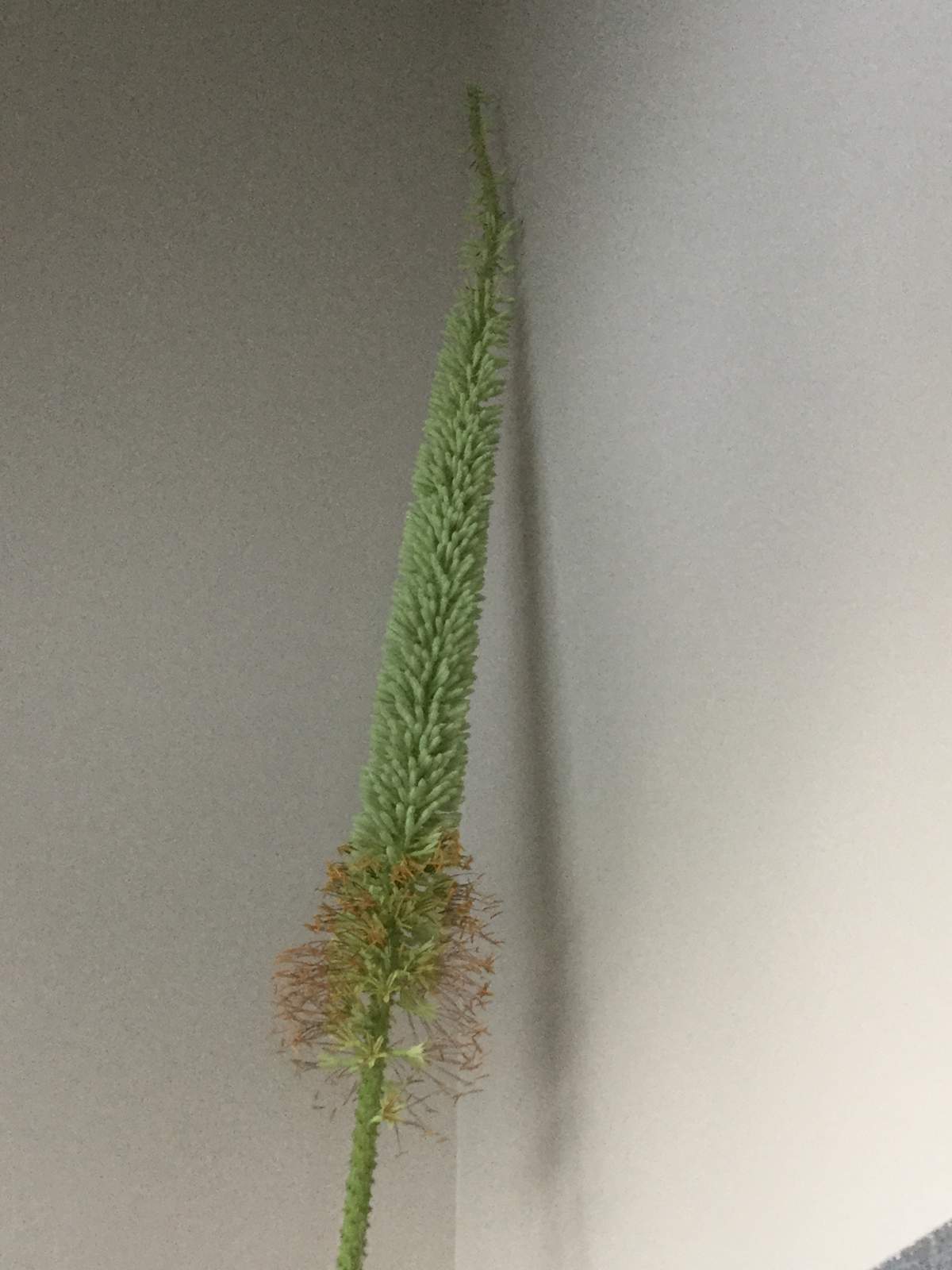 The Queen Victoria Agave beginning to bloom