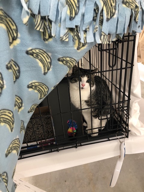 All the cats will be spayed, neutered, and assessed for adoptability.