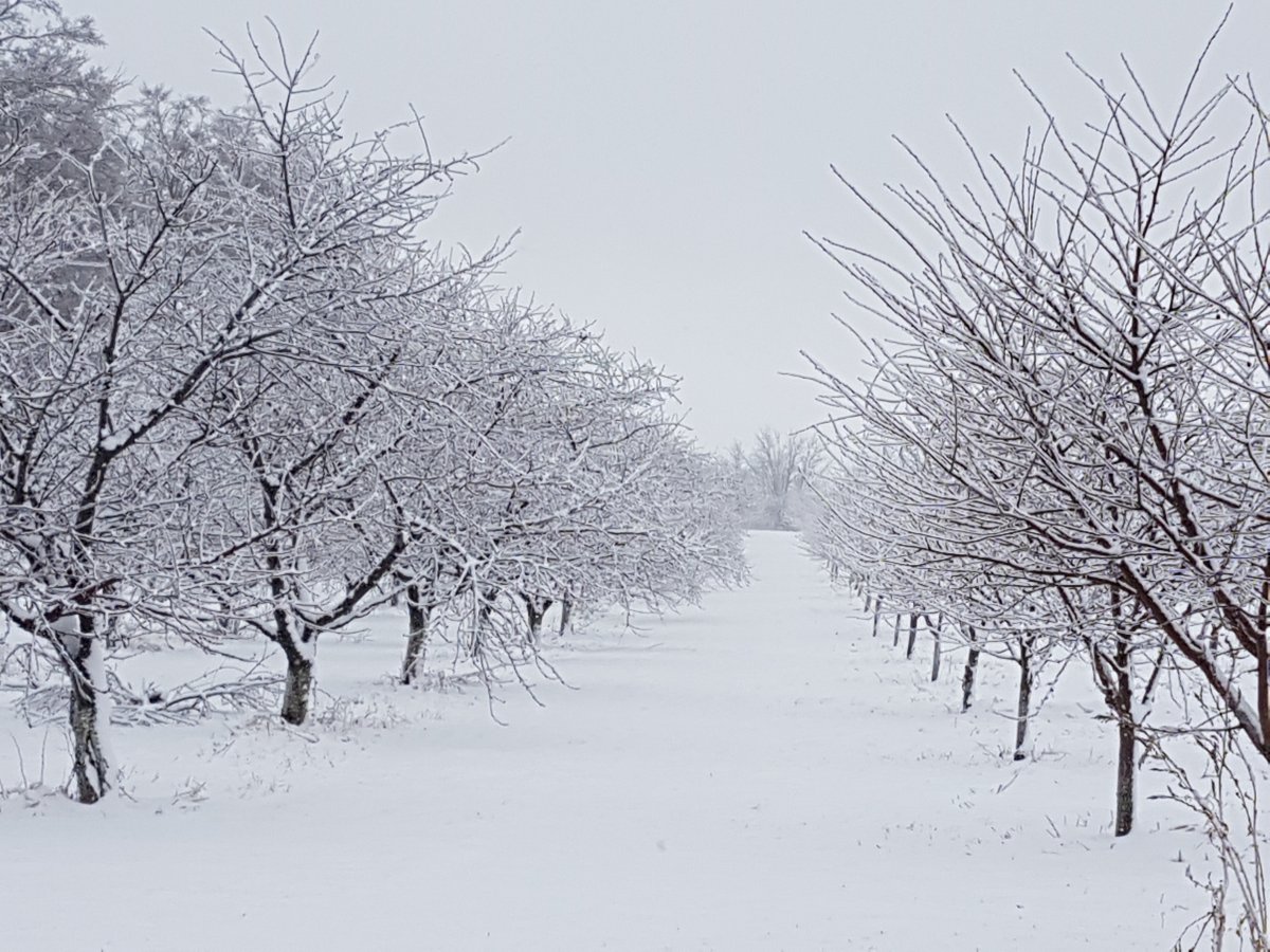 An orchard in Niagara Region cloaked in snow.
