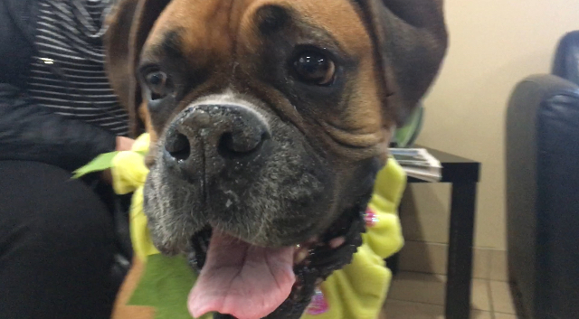 Cancer patient, Steeler the boxer and his furry friends get a early Christmas gift.
