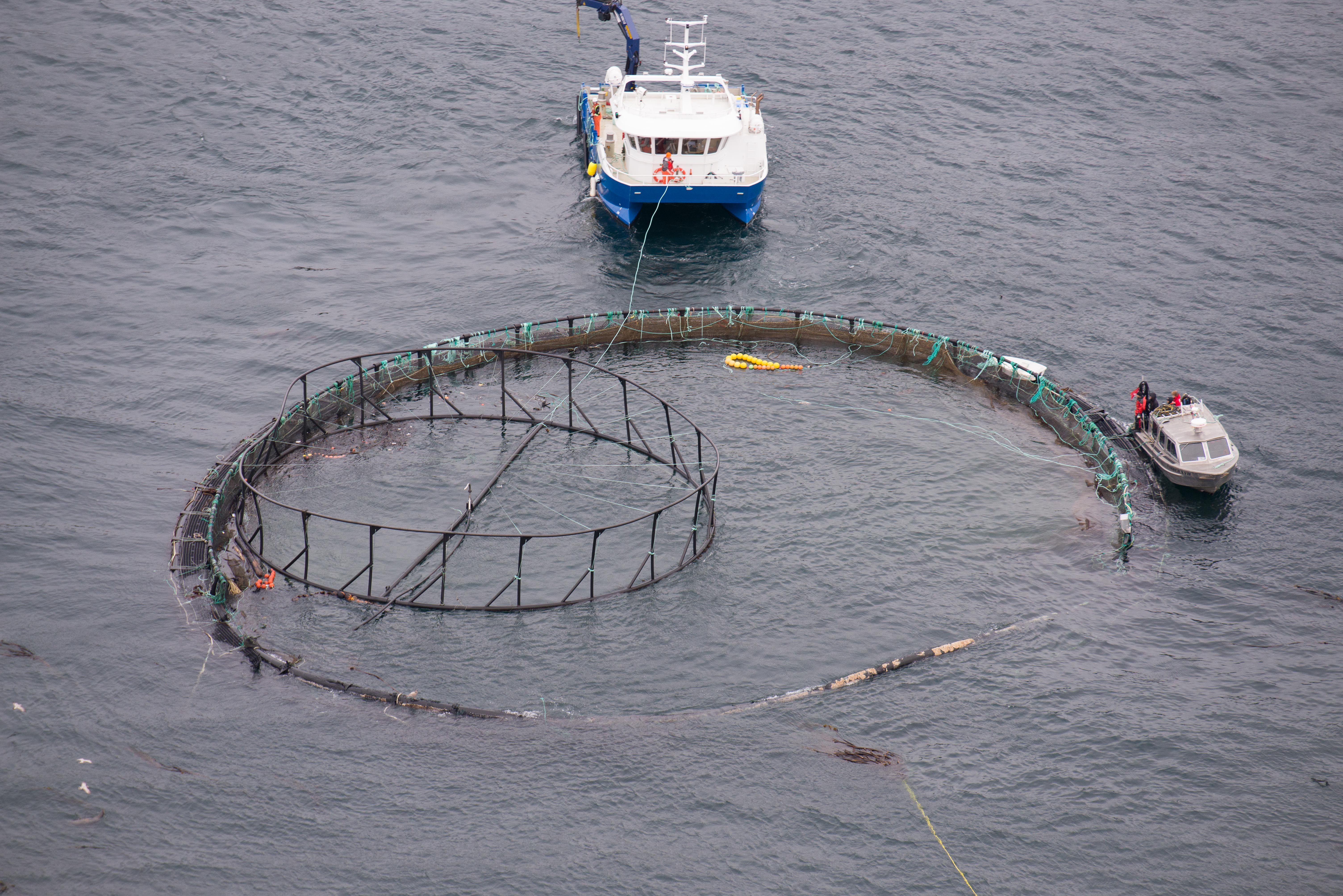 Shockingly huge' steelhead salmon escape fish farm, threatening B.C. lake -  Bella Coola News