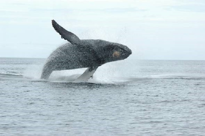 A photo of the humpback whale just before the illegal interaction with the fishing guide that was entered as evidence.