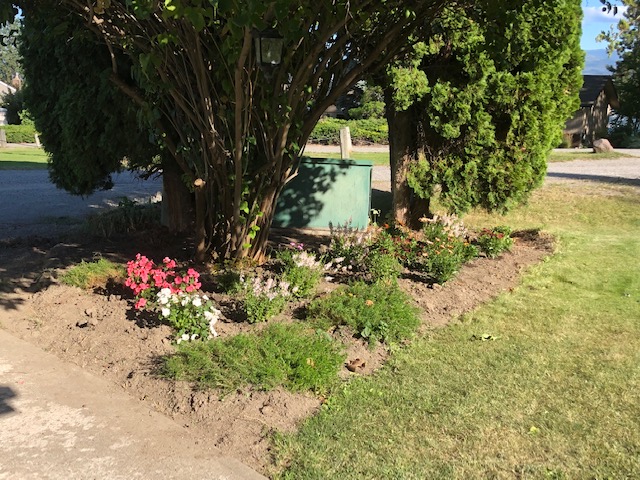 West Kelowna Couple Frustrated After Cedars Chopped Down With Little Notice Globalnews Ca