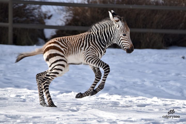 A zebra was born at the Calgary Zoo on Dec. 1, 2019, according to officials.