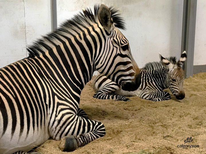 A zebra was born at the Calgary Zoo on Dec. 1, 2019, according to officials.