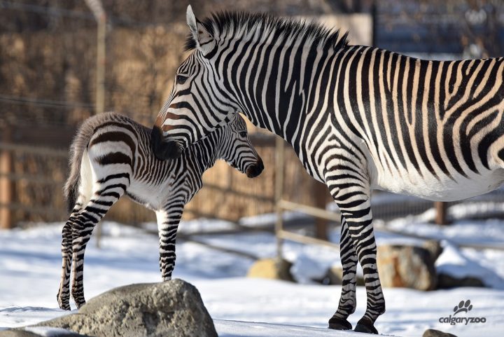A zebra was born at the Calgary Zoo on Dec. 1, 2019, according to officials.