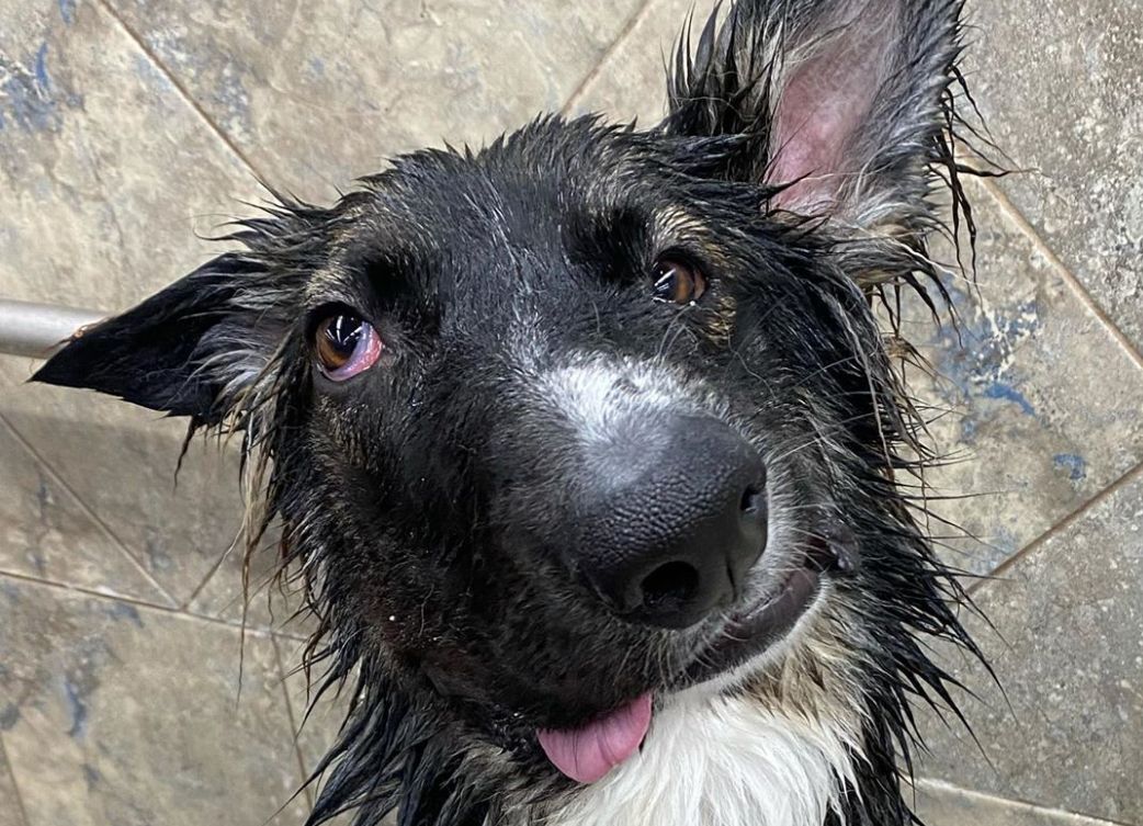 Special needs Alberta rescue dog Best Boy Brodie becomes