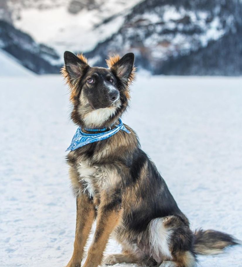 Special needs Alberta rescue dog Best Boy Brodie becomes