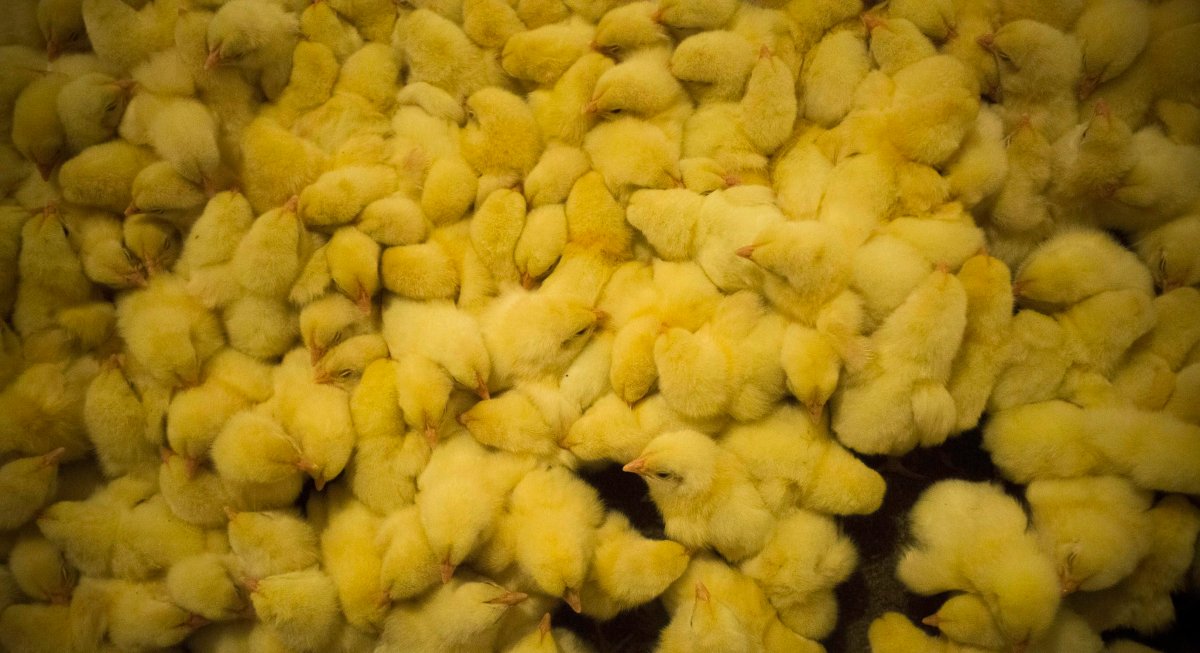France and Germany are calling for an end to male chick culling.