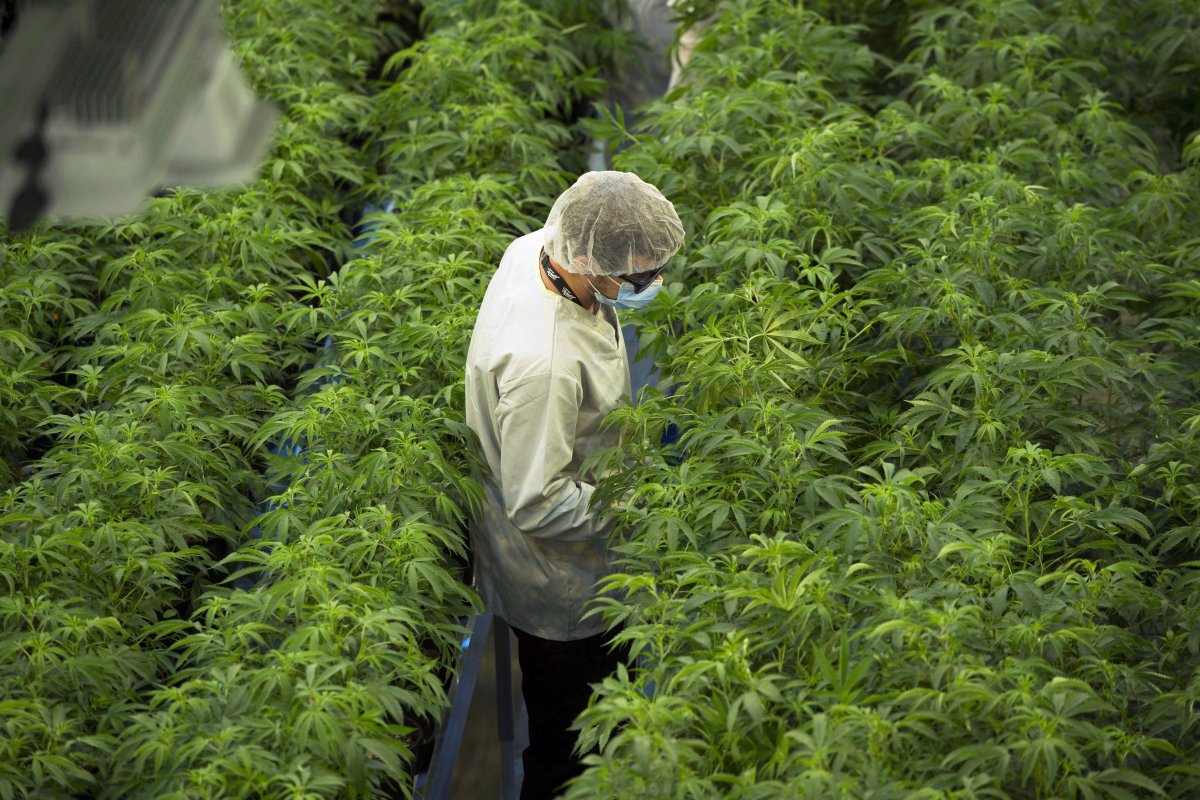 Staff work in a marijuana grow room at Canopy Growths Tweed facility in Smiths Falls, Ont., on Thursday, Aug. 23, 2018. 