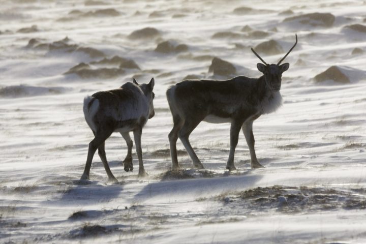 A file photo of wild caribou. 