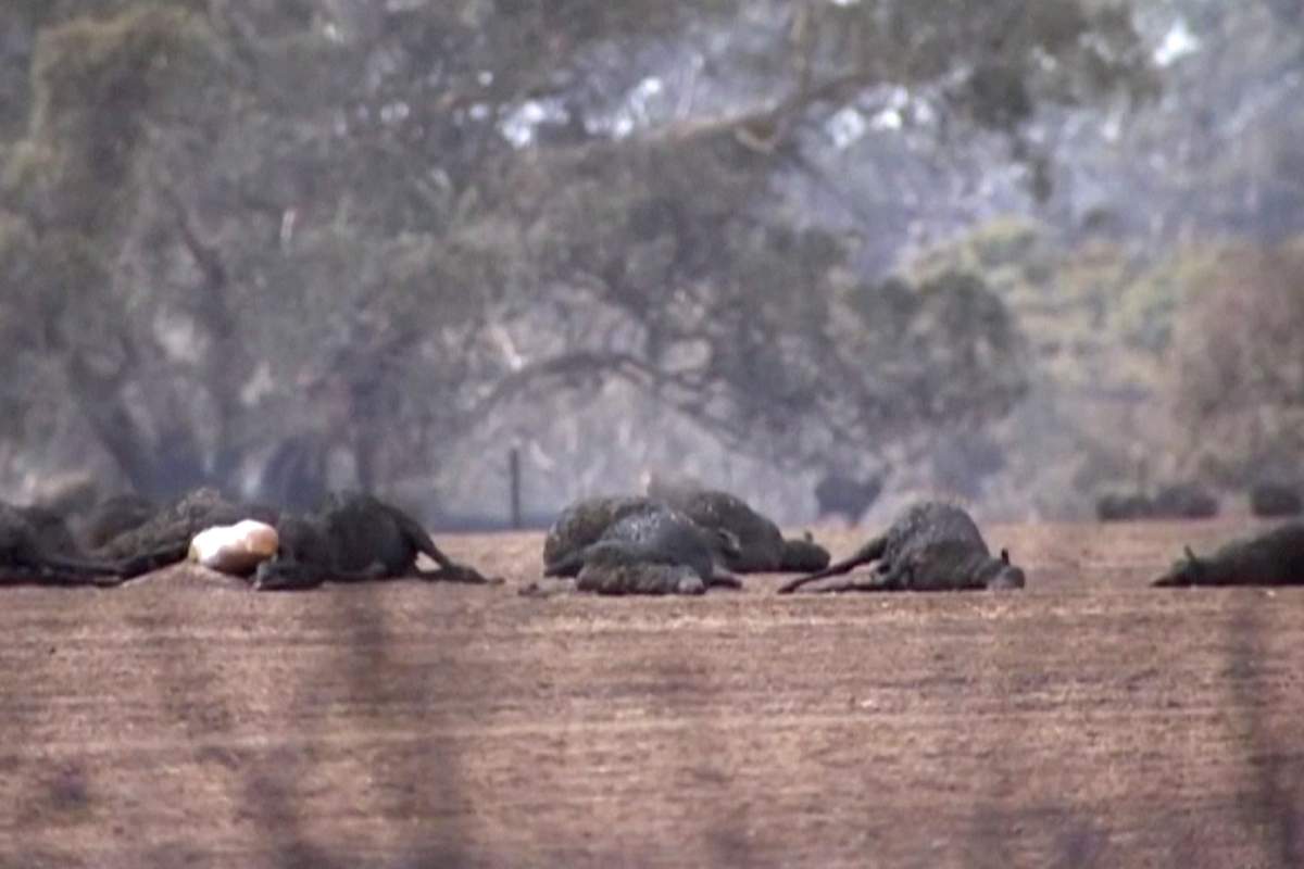 This image made from video shows dead kangaroos and sheep after wildfires hit the Kangaroo Island, South Australia Jan. 5, 2020.