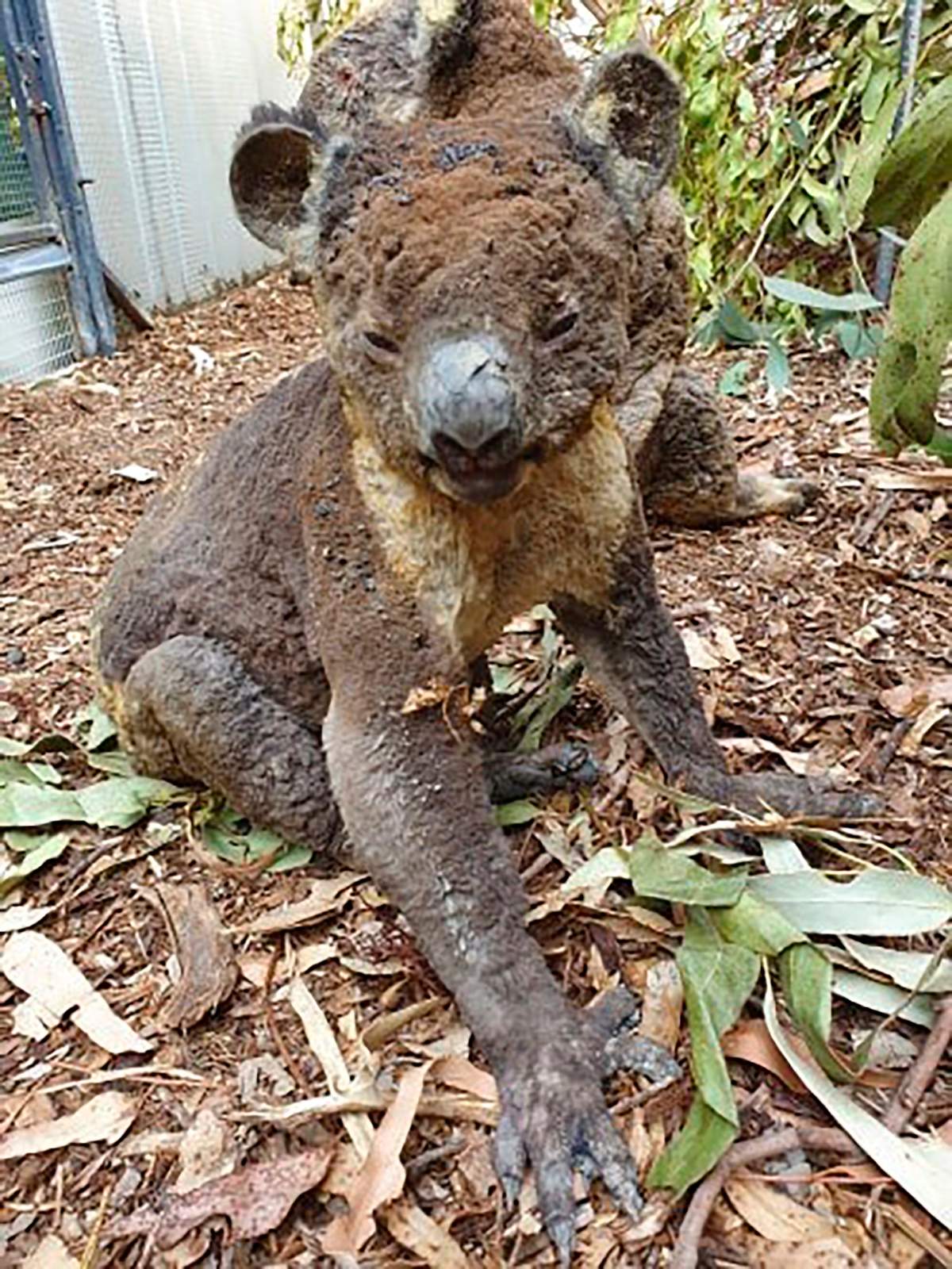 This photo taken in early January 2020 shows a rescued koala injured in a bushfire in Kangaroo Island, South Australia.