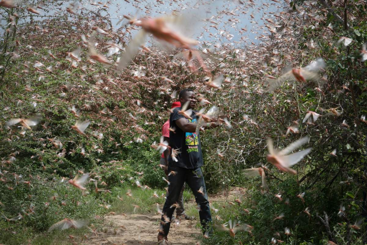 Local farmer Theophilus Mwendwa tries to chase away a swarm of desert locusts in the bush near Enziu, Kitui County, some 200km east of the capital Nairobi, Kenya, Jan. 24, 2020.