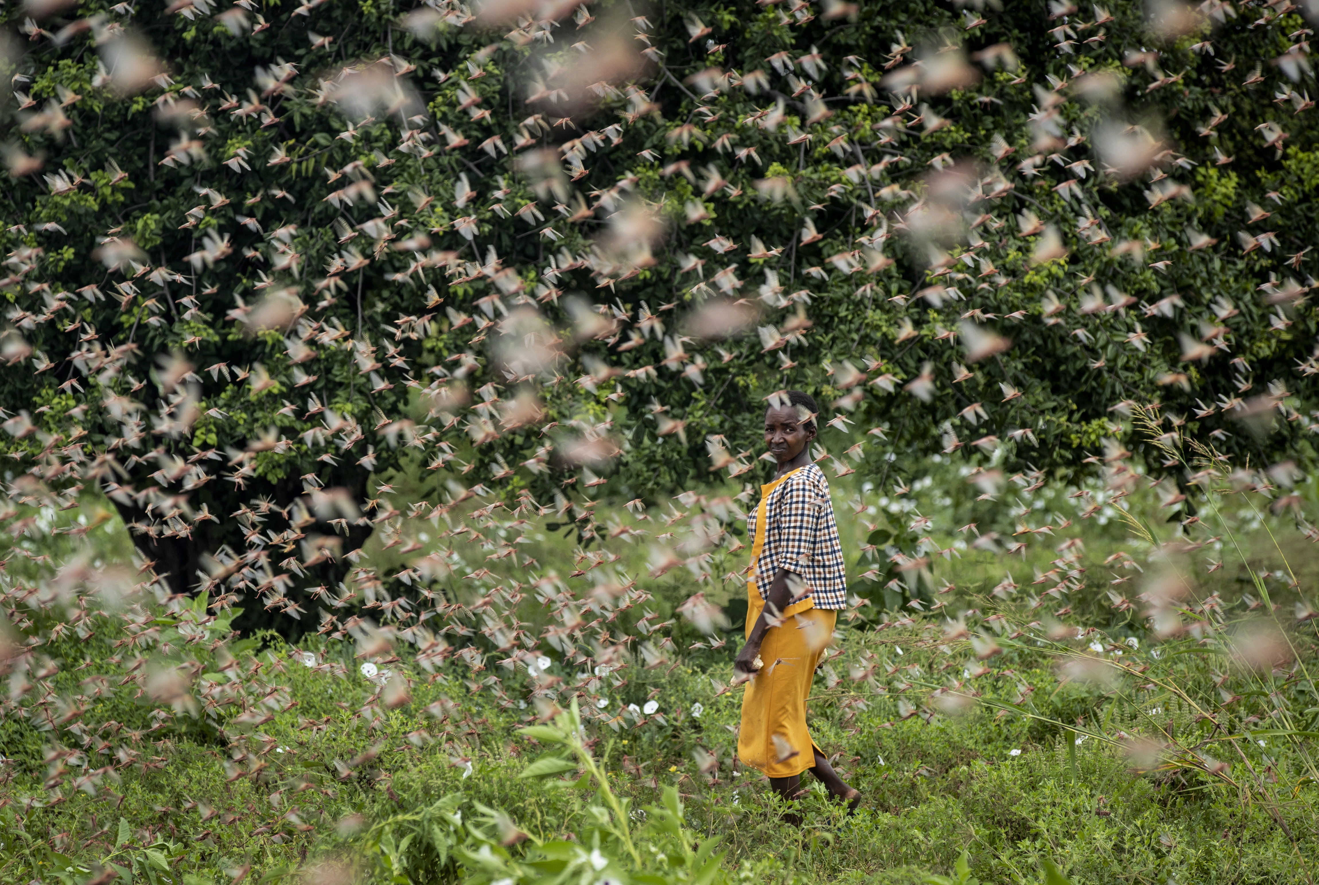 ‘They Have Eaten Everything:’ Locust Swarms In Africa Are Worst In ...